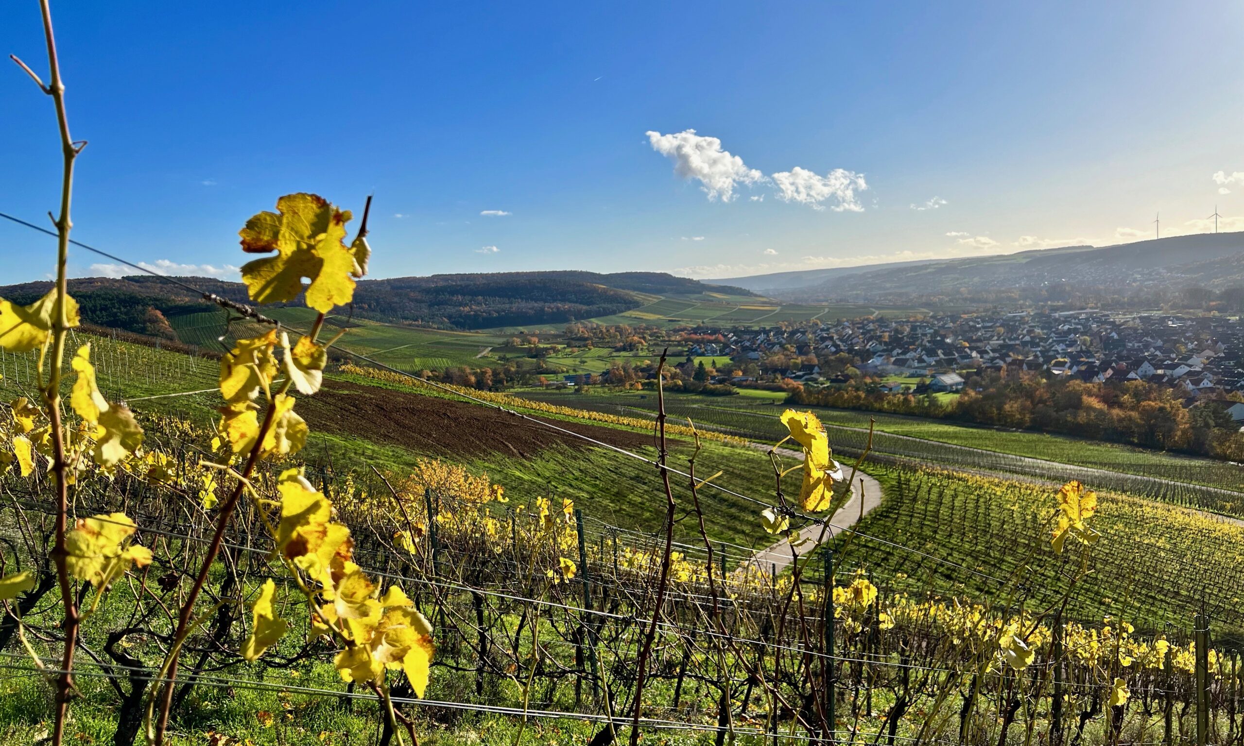 ein_jahr_im_weinberg_november