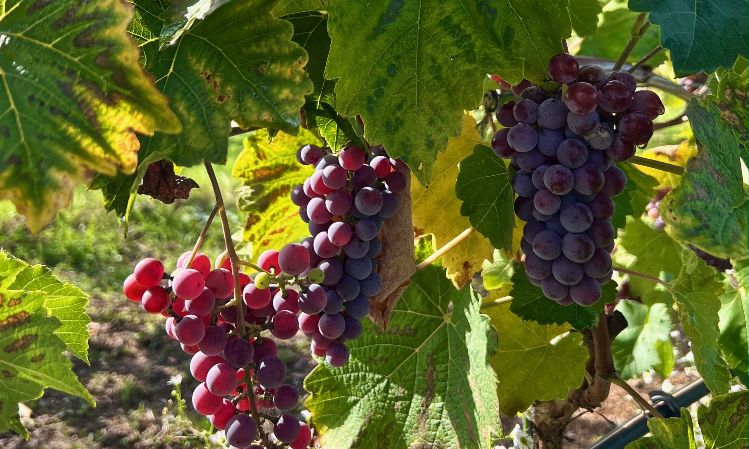 ein_jahr_im_weinberg_oktober