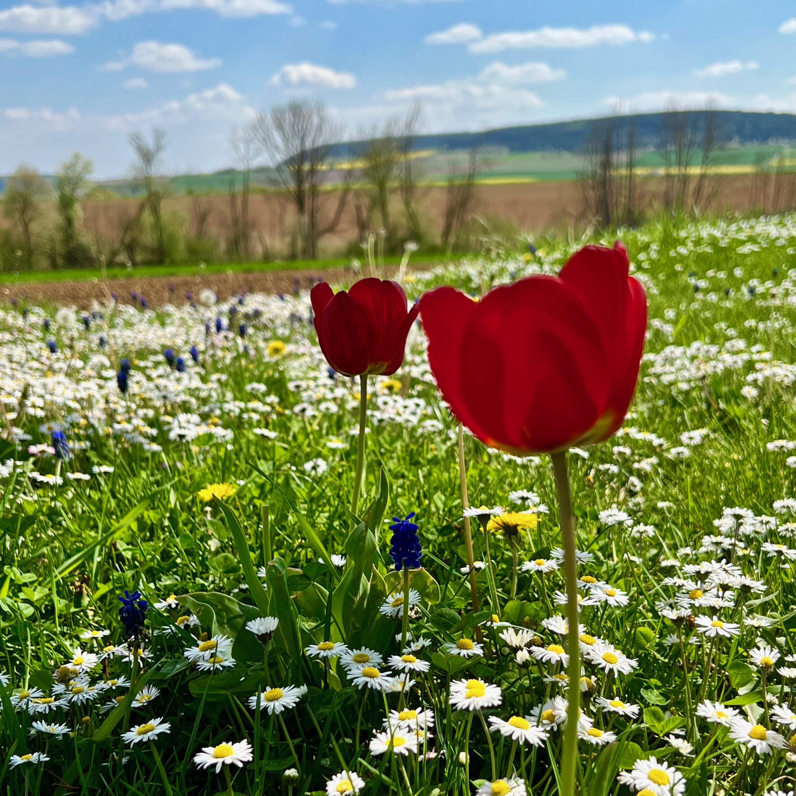 frühling_blumenwiese