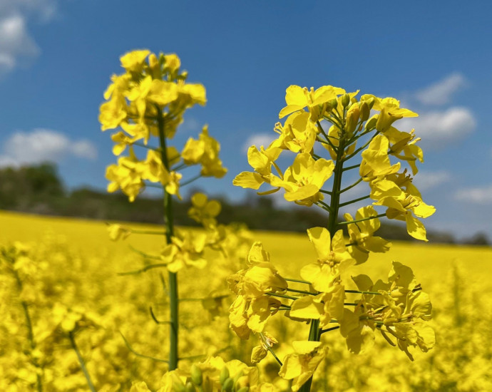 rapsfeld