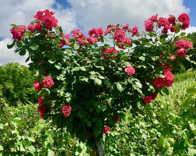rosen im weinberg