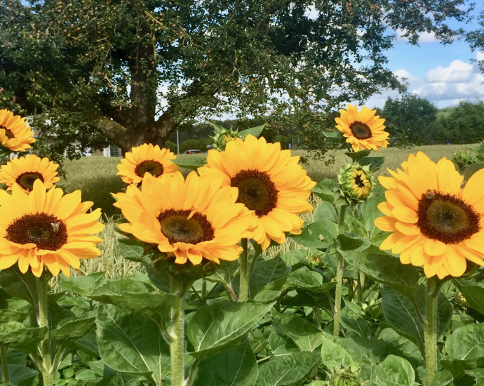 Sonnenblumen