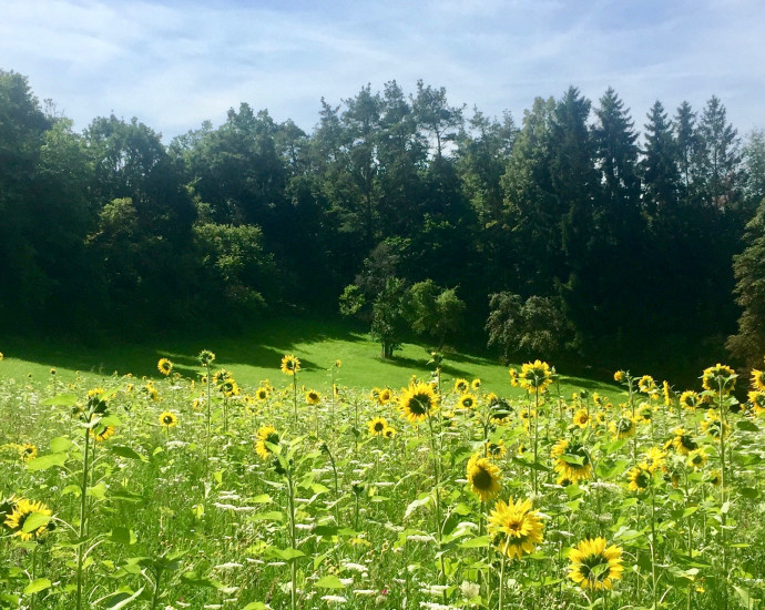 sonnenblumen_wiese