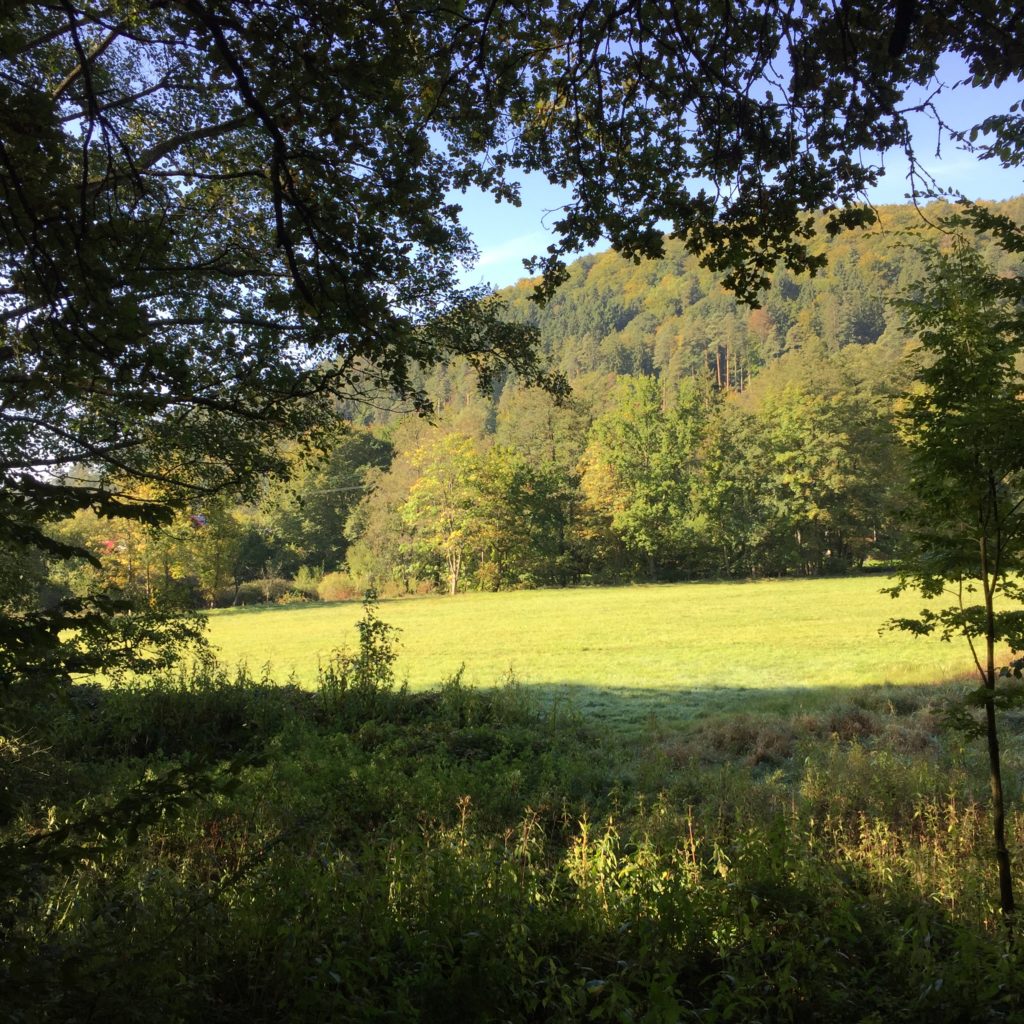 waldlichtung