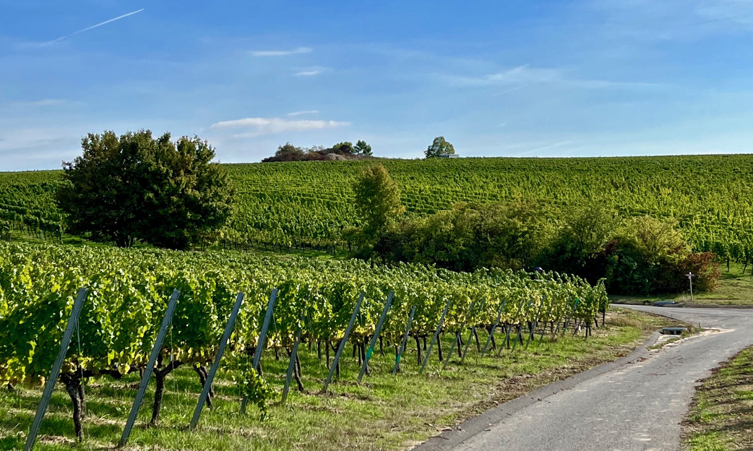 weininsel