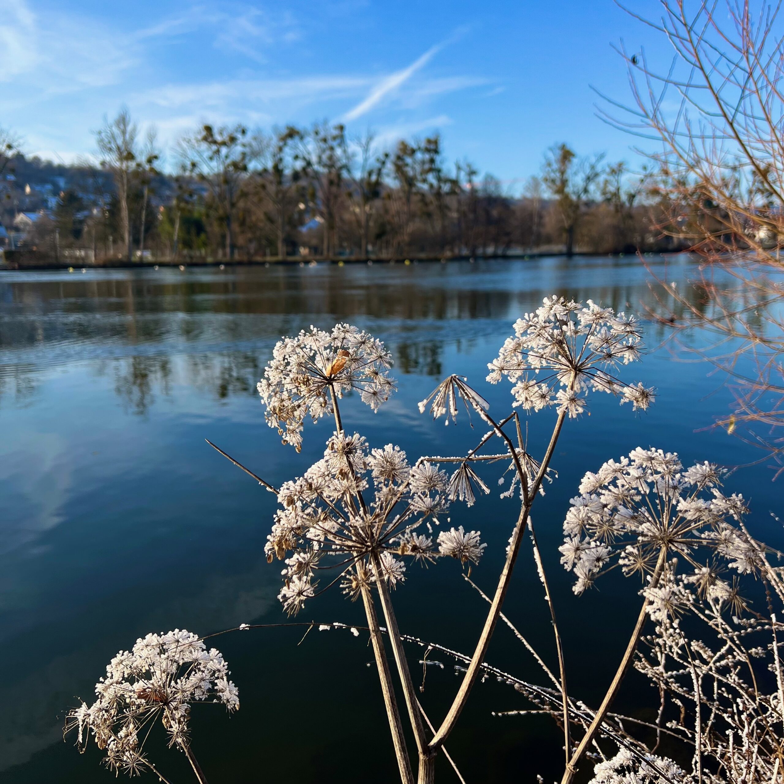 winter_eisblumen